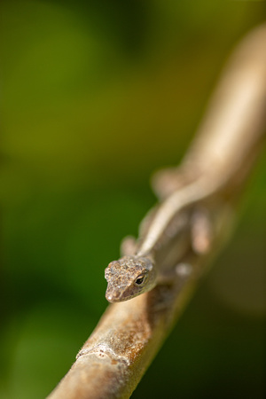 Anole