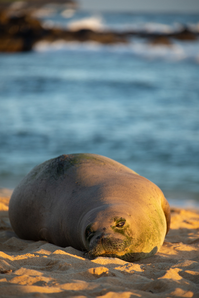 Monk Seal at sunset, Poipu Beach
