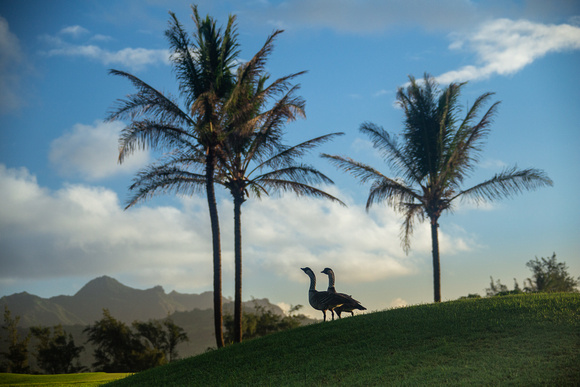 Nene, Poipu Golf Course