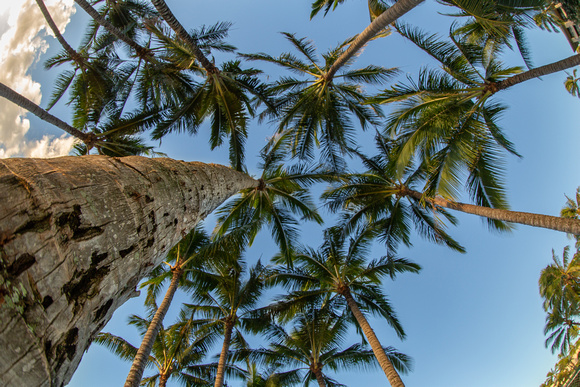 Palms, Shipwreck beach