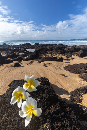 Plumeria, Shipwreck Beach