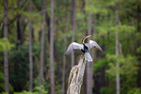 Anhinga drying wings