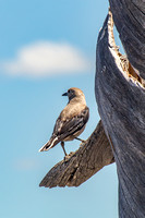 Clark's Nutcracker