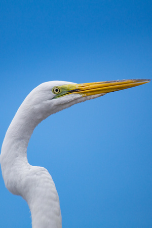 Great Egret