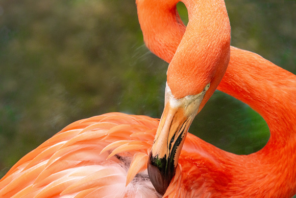 Caribbean Flamingo