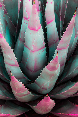 Agave, Anza Borrego State Park, California