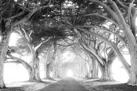 Cypress Trees, Point Reyes National Seashore, California