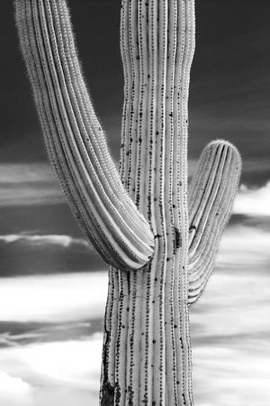 Saguaro, Saguaro National Park, Arizona