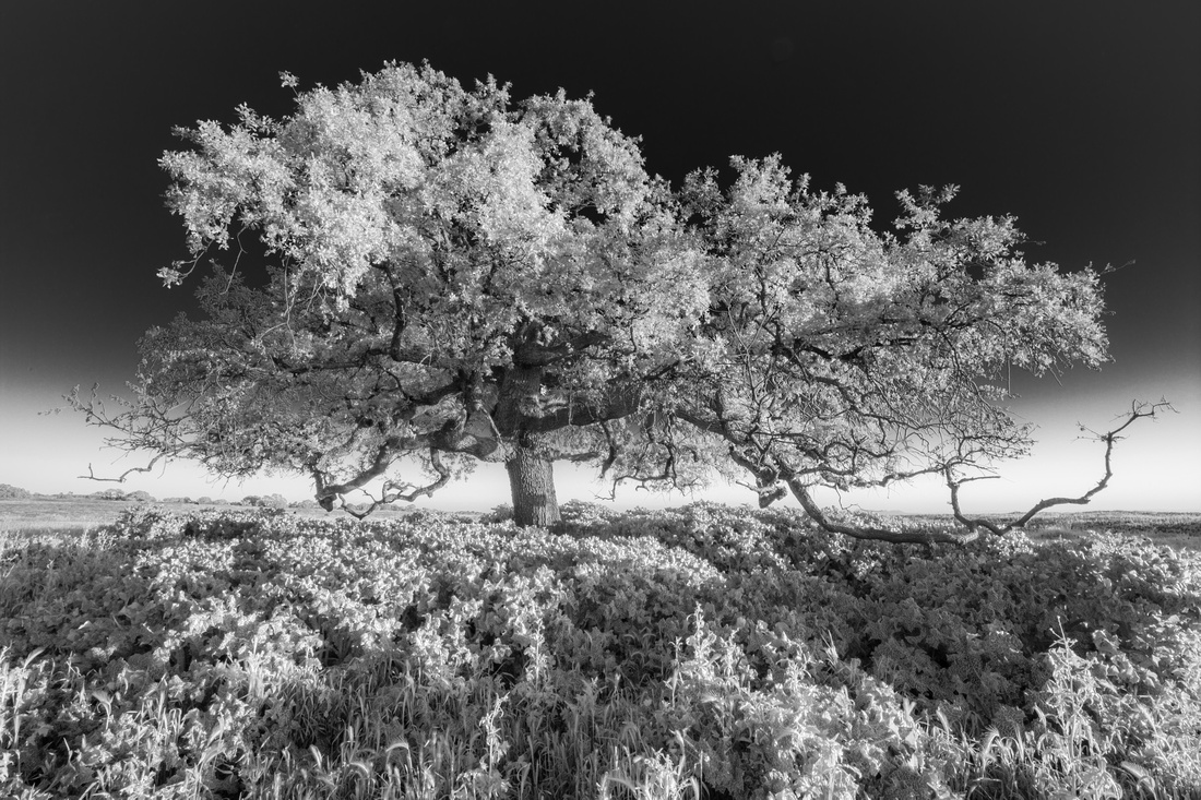 Oak Tree, Table Mountain, Oroville, California
