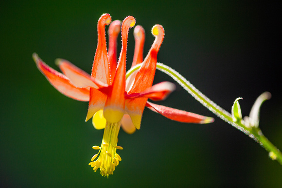 Crimson Columbine, Crater Lake National Park