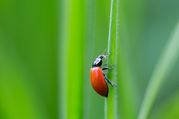 Ladybug, Lassen National Park