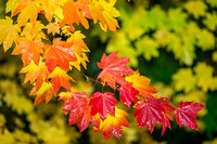 Autumn leaves, Union Creek Oregon