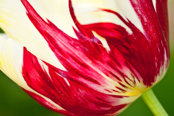 Tulip