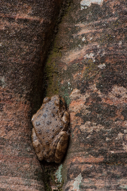 Canyon Tree Frog, Zion National Park, Utah