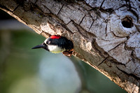 Acorn Woodpecker