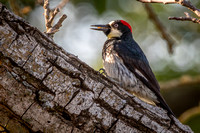 Acorn Woodpecker