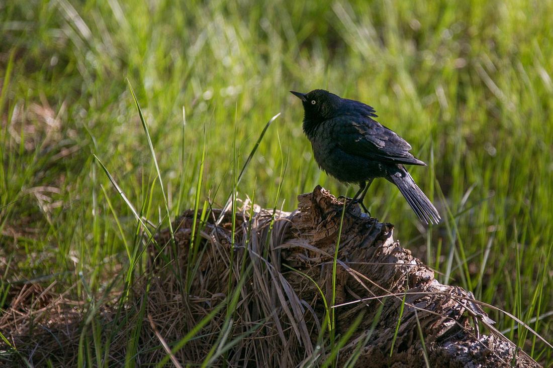 Black songbird