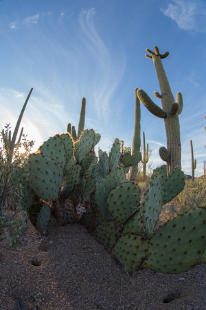 Saguaro and Beavertail Cactus, Saguaro National Park