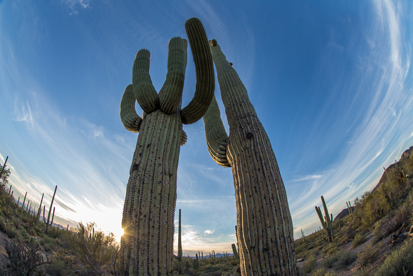 Saguaro Cactus, Saguaro National Park
