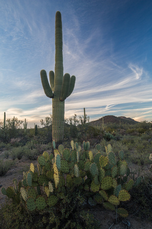 Saguaro Cactus, Saguaro National Park