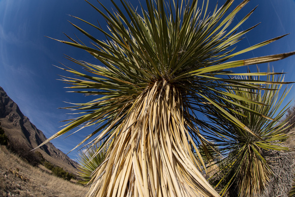 Yucca, Guadalupe Mountains National Park