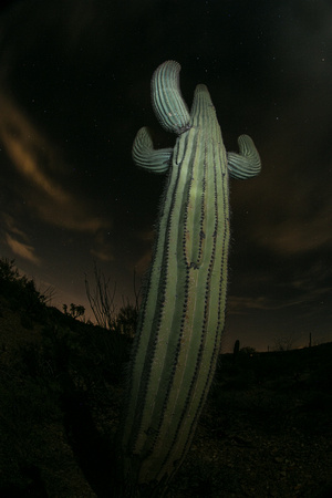 Saguaro night, Saguaro National Park