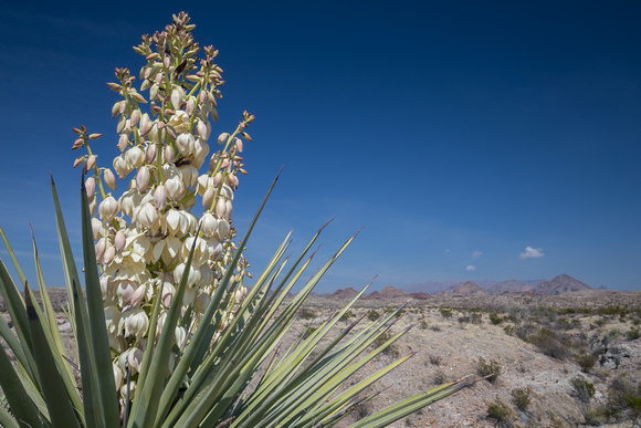 Torrey Yucca bloom, Big Bend National Park