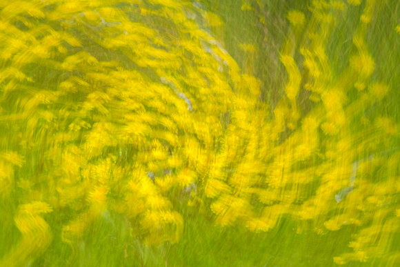 Unknown flowers motion, Cronan Ranch Regional Park