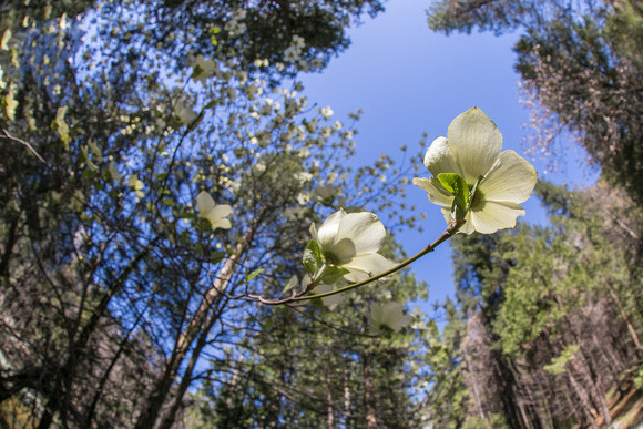 Dogwoods, Yosemite National Park