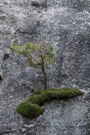 Tree hanging on cliff, Yosemite National Park