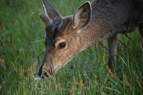 Mule deer, Yosemite National Park