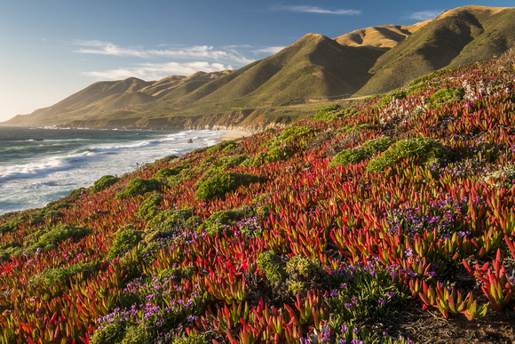 Sea Figs and wildflowers, Garrapata State Beach