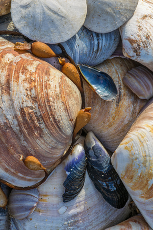 Seashells, sand dollars, and kelp, Salinas River National Wildlife Refuge