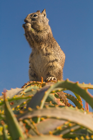 Ground squirrel, Pacific Grove