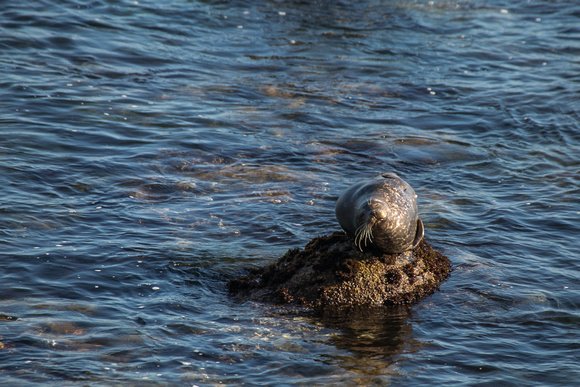 Harbor Seal, Pacific Grove