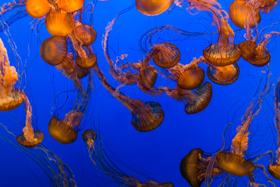 Jellyfish, Monterey Bay Aquarium