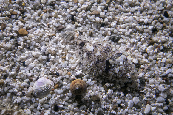 Flatfish, Monterey Bay Aquarium