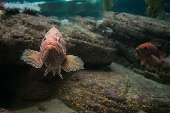 Grumpy fish, Monterey Bay Aquarium