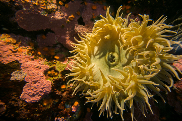 Sea Anenome, Monterey Bay Aquarium