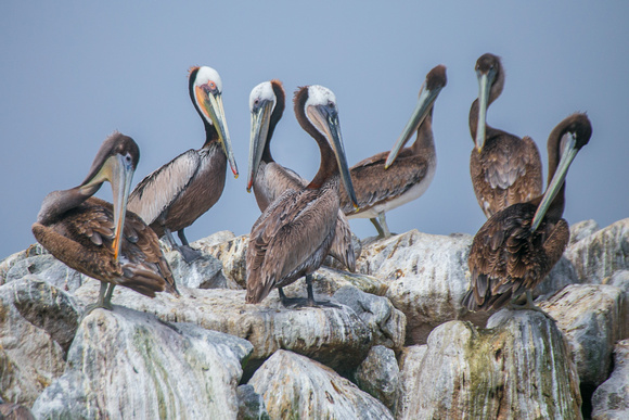 Brown Pelicans, Elkhorn Slough