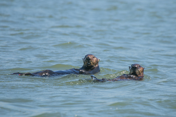 Otters, Elkhorn Slough