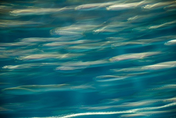 Sardines, Monterey Bay Aquarium