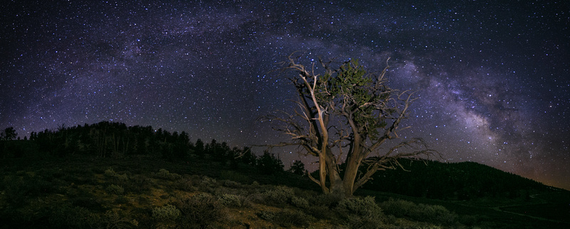 Ancient Bristlecone Milky Way Panoramic