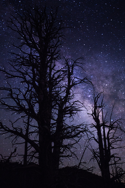 Ancient Bristlecone Milky Way silhouette