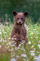 Black bear cub