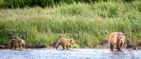 Grizzly sow and cubs