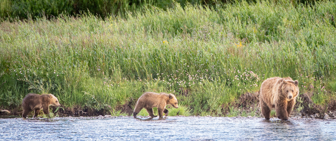 Grizzly sow and cubs