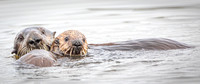 Sea otter and pup