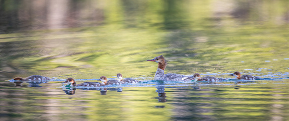 Common Merganser and chicks