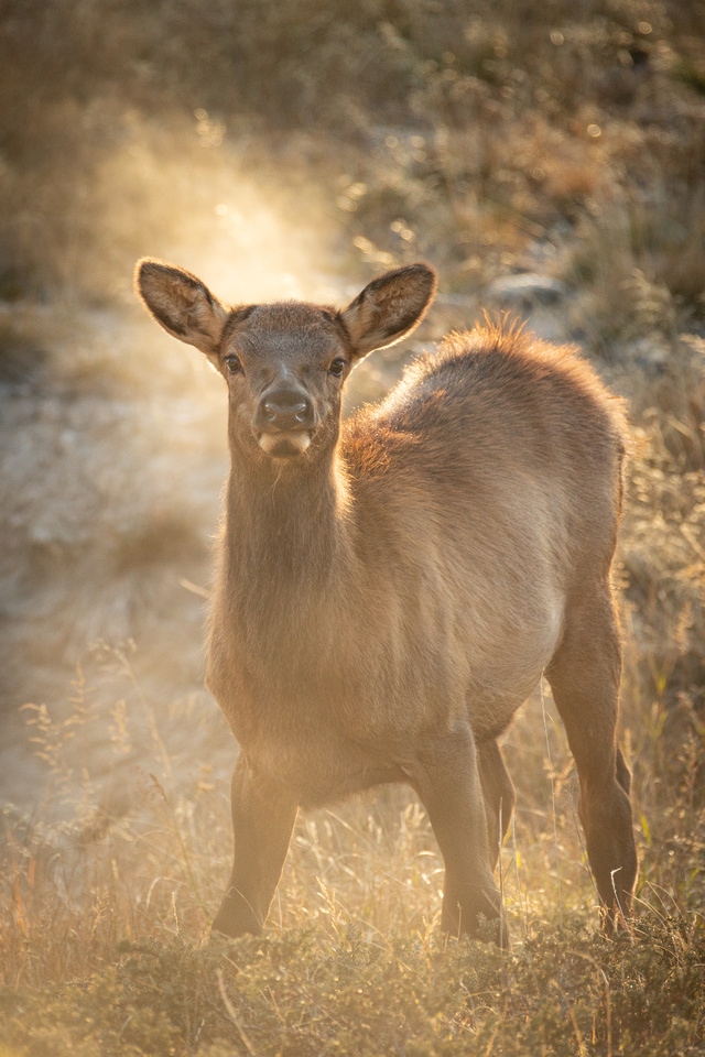 Roosevelt Elk Calf